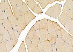 TAS2R50 Antibody in Immunohistochemistry (Paraffin) (IHC (P))