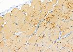 TAS2R50 Antibody in Immunohistochemistry (Paraffin) (IHC (P))