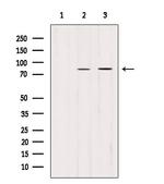 PLOD2 Antibody in Western Blot (WB)