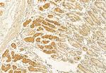 BBS5 Antibody in Immunohistochemistry (Paraffin) (IHC (P))