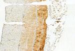 ATP Synthase beta Antibody in Immunohistochemistry (Paraffin) (IHC (P))