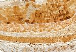 ATP Synthase beta Antibody in Immunohistochemistry (Paraffin) (IHC (P))