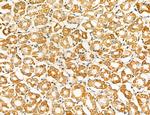 NOD2 Antibody in Immunohistochemistry (Paraffin) (IHC (P))