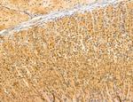 NOD2 Antibody in Immunohistochemistry (Paraffin) (IHC (P))