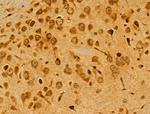 ETEA Antibody in Immunohistochemistry (Paraffin) (IHC (P))