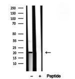 TIMM22 Antibody in Western Blot (WB)