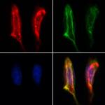 BCO2 Antibody in Immunocytochemistry (ICC/IF)