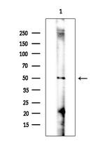 GSDMD Antibody in Western Blot (WB)