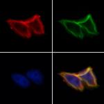 SLC30A3 Antibody in Immunocytochemistry (ICC/IF)