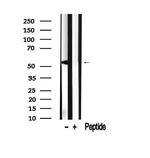 SLC30A3 Antibody in Western Blot (WB)