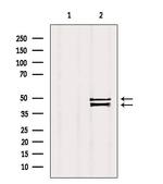 SLC30A3 Antibody in Western Blot (WB)