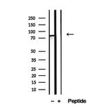 LETM1 Antibody in Western Blot (WB)