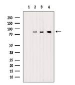 LETM1 Antibody in Western Blot (WB)