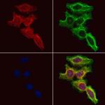 SRP54 Antibody in Immunocytochemistry (ICC/IF)