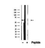 SRP54 Antibody in Western Blot (WB)