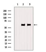 SRP54 Antibody in Western Blot (WB)