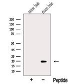 MTFP1 Antibody in Western Blot (WB)