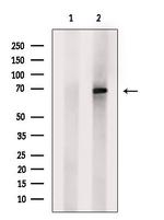 SLC5A5 Antibody in Western Blot (WB)