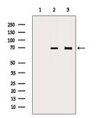 SLC5A5 Antibody in Western Blot (WB)