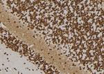 TAF1B Antibody in Immunohistochemistry (Paraffin) (IHC (P))