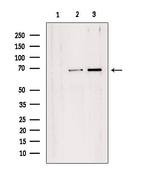 TAF1B Antibody in Western Blot (WB)