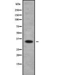 OR2H1 Antibody in Western Blot (WB)