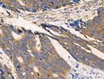 COX5A Antibody in Immunohistochemistry (Paraffin) (IHC (P))