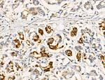 COX5A Antibody in Immunohistochemistry (Paraffin) (IHC (P))