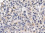 ADH7 Antibody in Immunohistochemistry (Paraffin) (IHC (P))