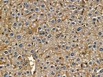 NKp30 Antibody in Immunohistochemistry (Paraffin) (IHC (P))