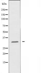 NKp30 Antibody in Western Blot (WB)