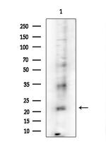 PRSS33 Antibody in Western Blot (WB)