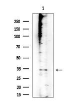 PRSS33 Antibody in Western Blot (WB)