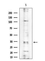 PRSS33 Antibody in Western Blot (WB)