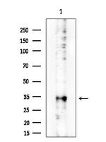 PRSS33 Antibody in Western Blot (WB)