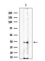 PRSS33 Antibody in Western Blot (WB)