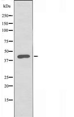 SIRP gamma Antibody in Western Blot (WB)