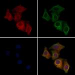 SIRP gamma Antibody in Immunocytochemistry (ICC/IF)