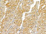 OR2AG1/OR2AG2 Antibody in Immunohistochemistry (Paraffin) (IHC (P))