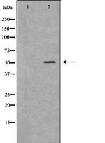 Bcl-rambo Antibody in Western Blot (WB)