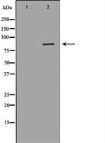 AOC3 Antibody in Western Blot (WB)