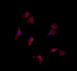 LETMD1 Antibody in Immunocytochemistry (ICC/IF)