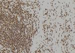 UROD Antibody in Immunohistochemistry (Paraffin) (IHC (P))