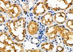 UROD Antibody in Immunohistochemistry (Paraffin) (IHC (P))