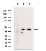 UROD Antibody in Western Blot (WB)