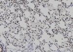 T-bet Antibody in Immunohistochemistry (Paraffin) (IHC (P))