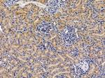 ETNPPL Isoform 1 Antibody in Immunohistochemistry (Paraffin) (IHC (P))