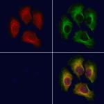 TRAPPC1 Antibody in Immunocytochemistry (ICC/IF)