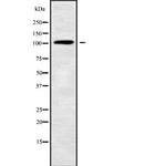 USP29 Antibody in Western Blot (WB)