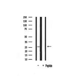 14-3-3 beta/zeta Antibody in Western Blot (WB)